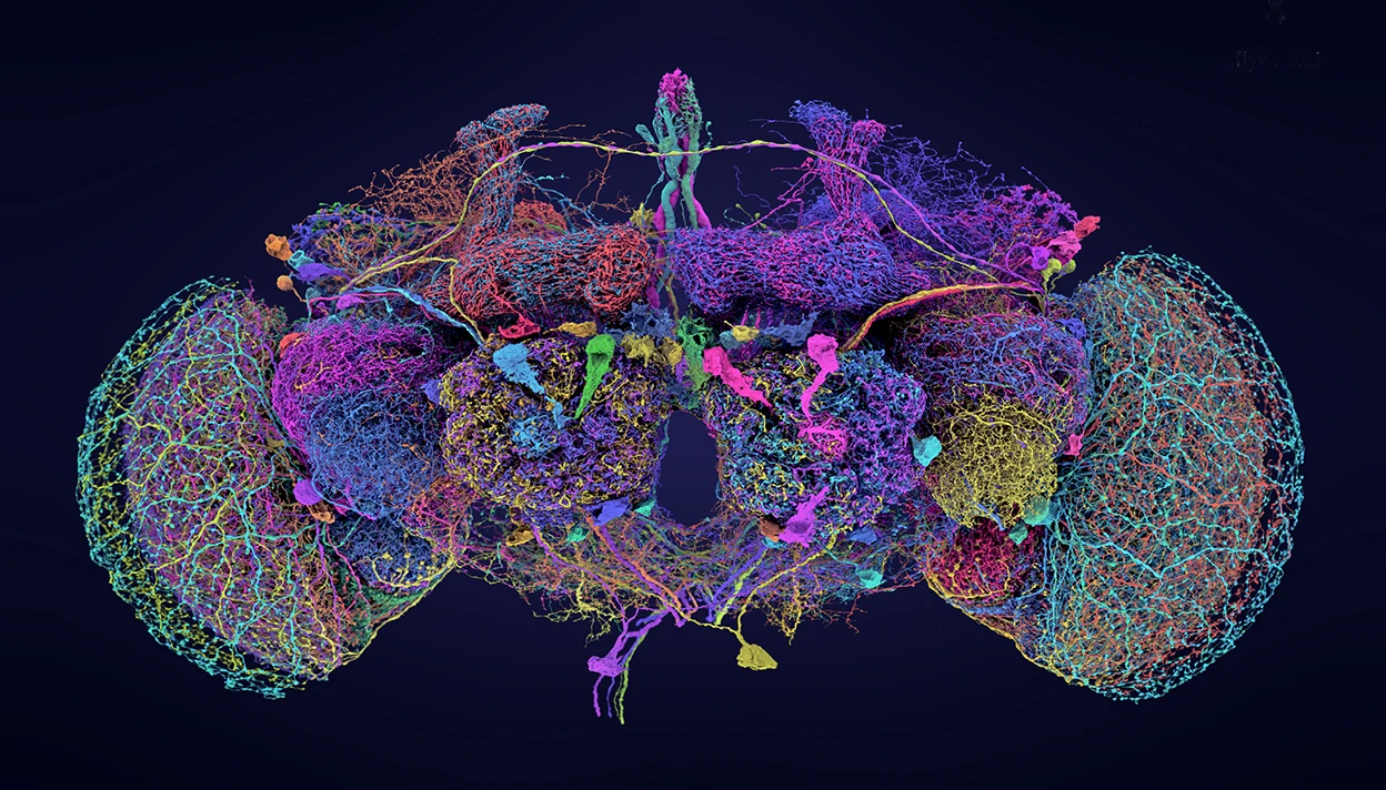 Image of 50 largest neurons in the drosophila brain showing the connections
